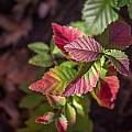 Colorful Leaves